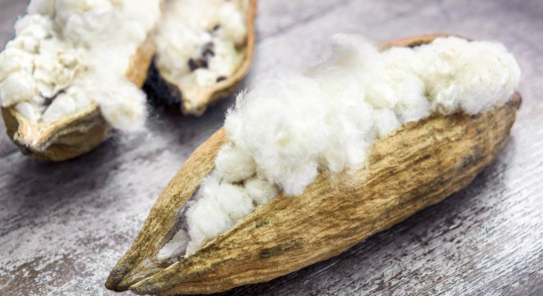 Cocoon Organic Kapok fruit