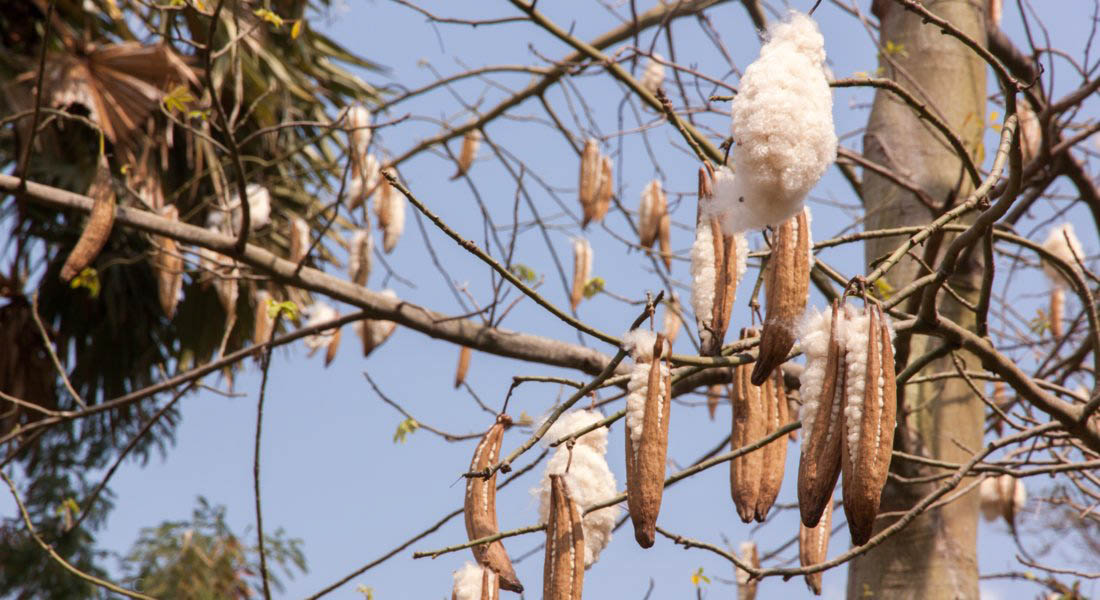 Cocoon Organic Kapok fruit on Ceiba tree