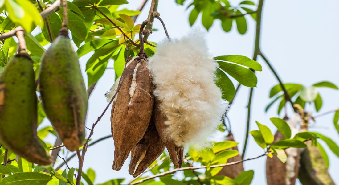 Cocoon Organic Kapok fruit on Ceiba tree